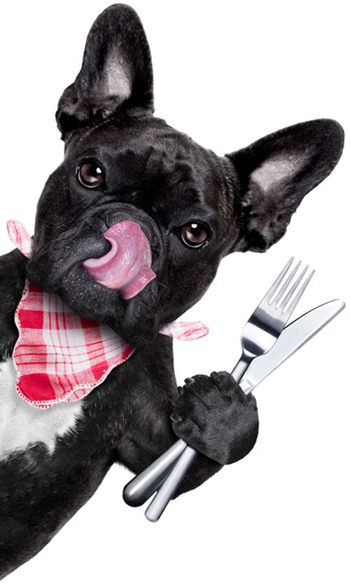 pooches-food-tour-dog