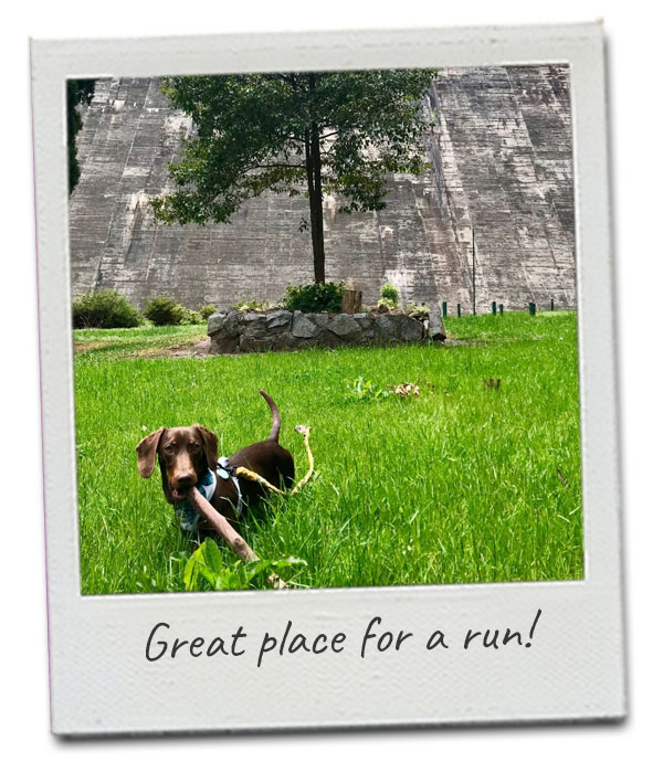 running-with-dogs