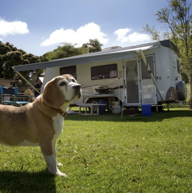 dog outside at Warburton Holiday Park