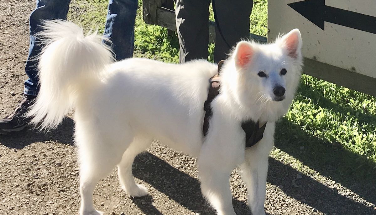 Meet Kibble The American Eskimo Dog On His Yarra Valley Tour Pooches Pinot