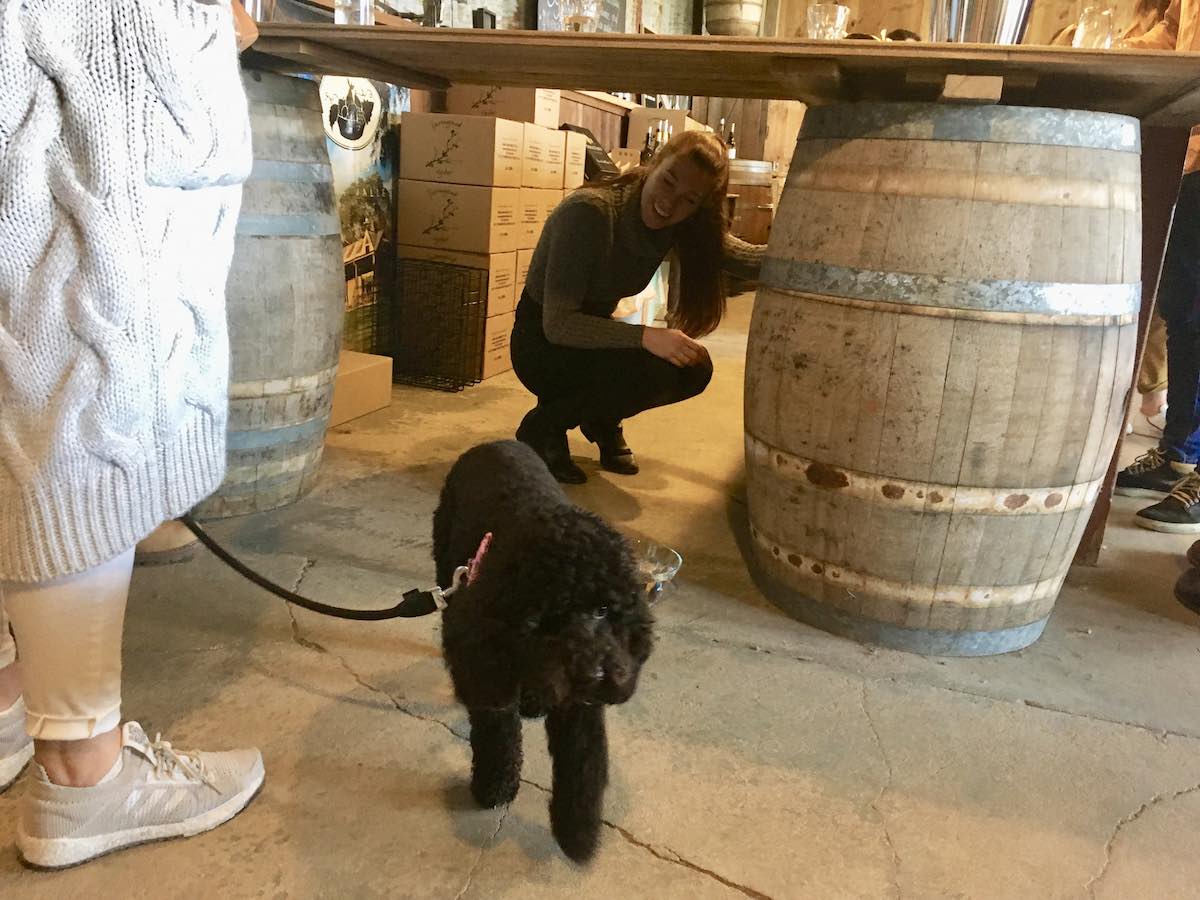 fun on a Pooches and Pinot doggy wine tour