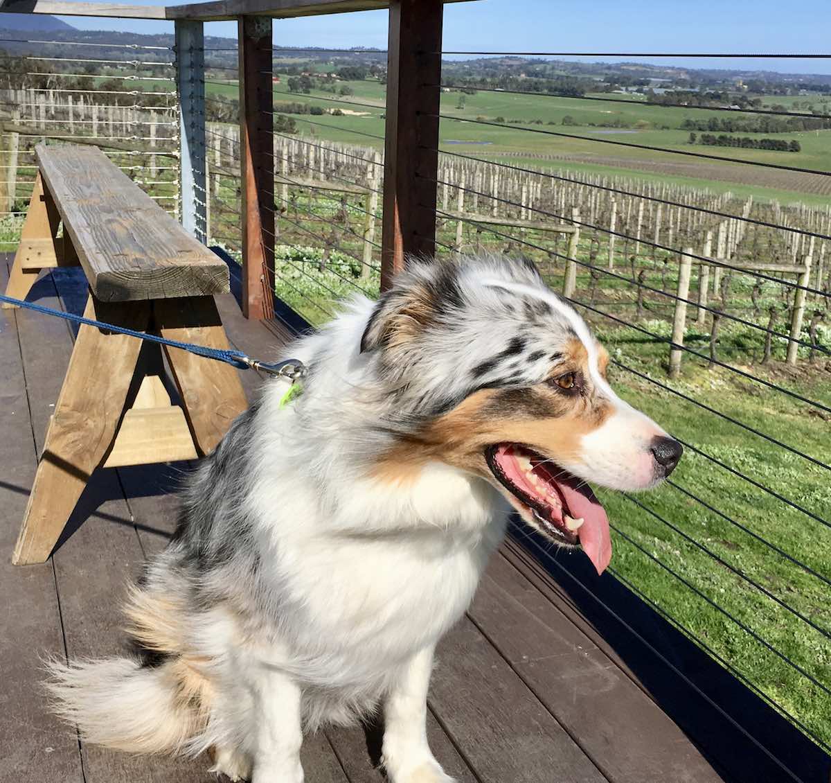 doggy wine tours yarra valley pooches and pinot