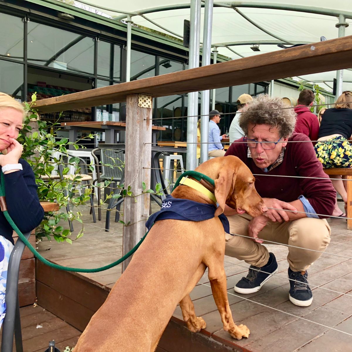 dogs make new friends on pooches and pinot wine tours