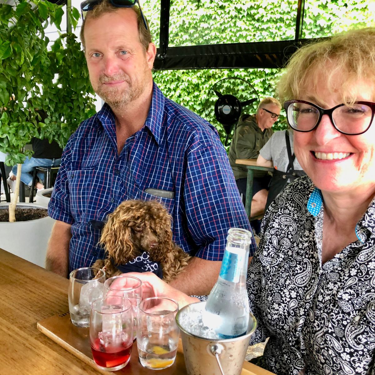 dogs and gin on a pooches and pinot wine tour