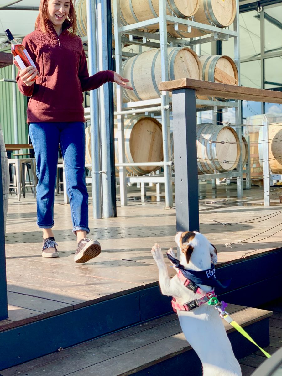 pooches & Pinot dog friendly yarra valley wine tasting tour 