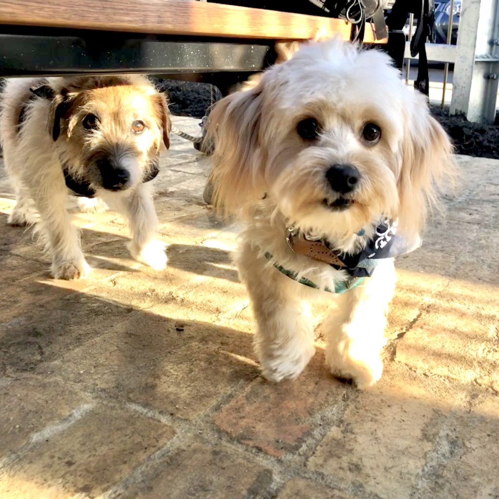 dogs on a private yarra valley wine tour