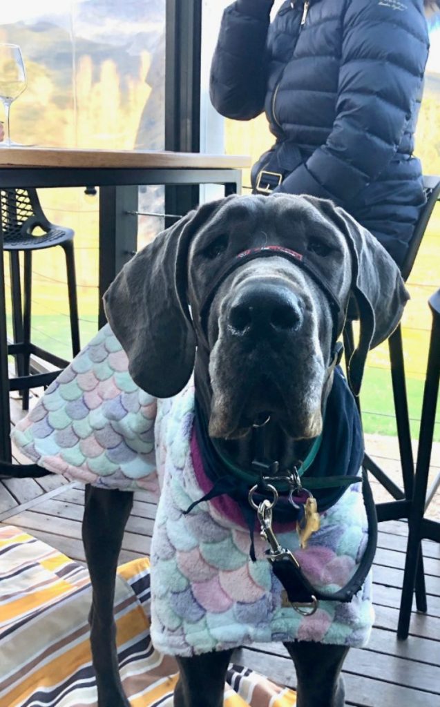 great dane on pooches and pinot wine tour