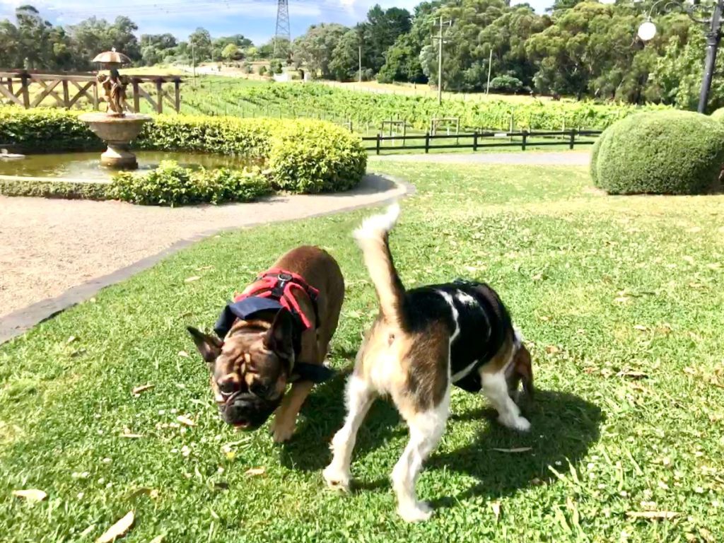 dogs having fun on a pooches and pinot wine tour