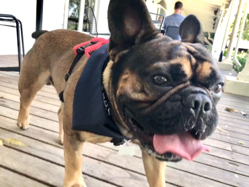 french bulldog on private yarra valley wine tour