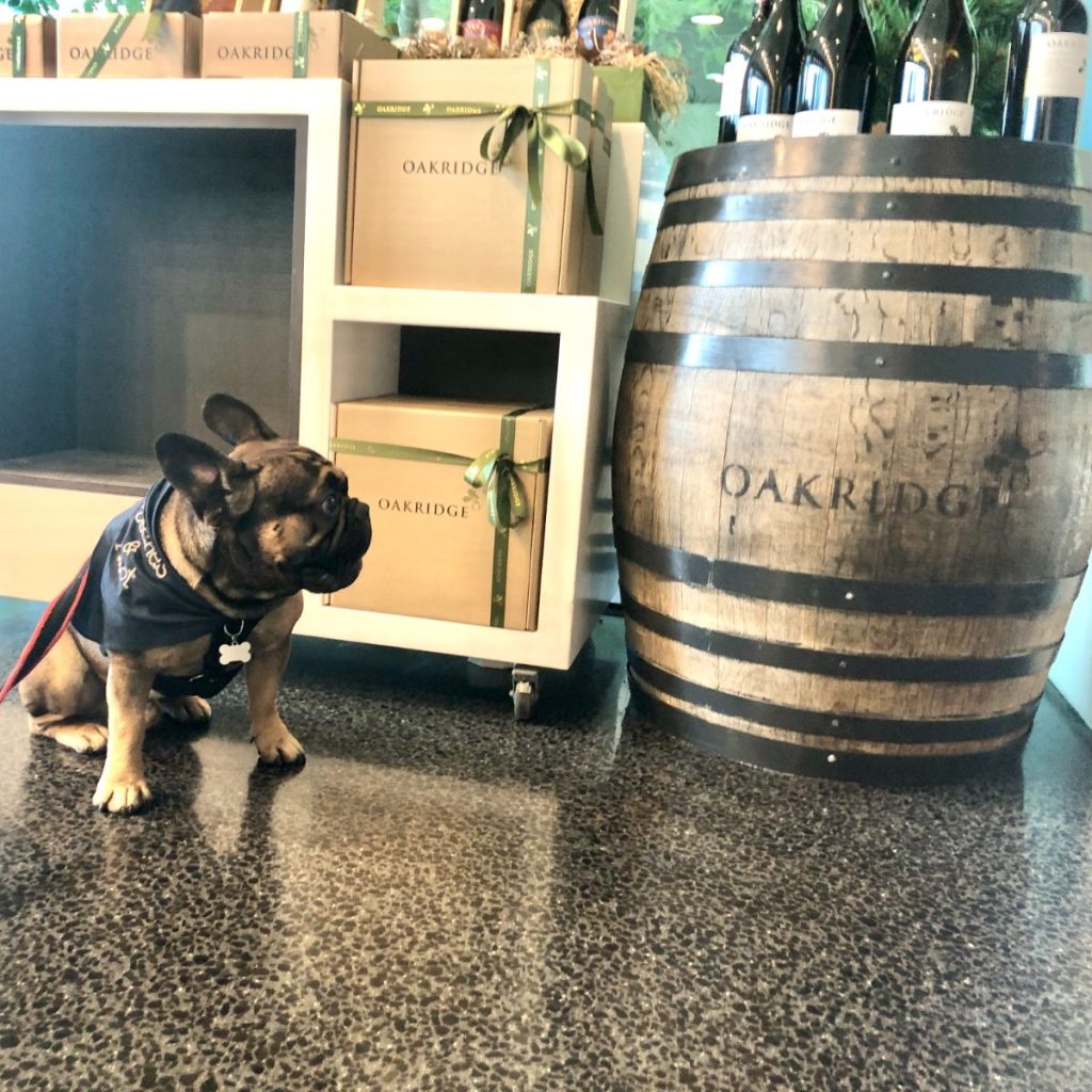 dog on a wine tour yarra valley
