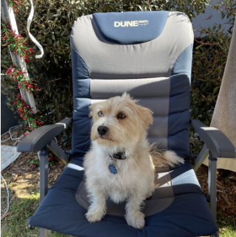 dog sitting in camping chair at dog-friendly camp site at Pinehill Lilydale
