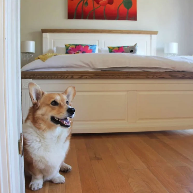 corgi in the bedroom at wiggley bottom farm dog friendly accommodation