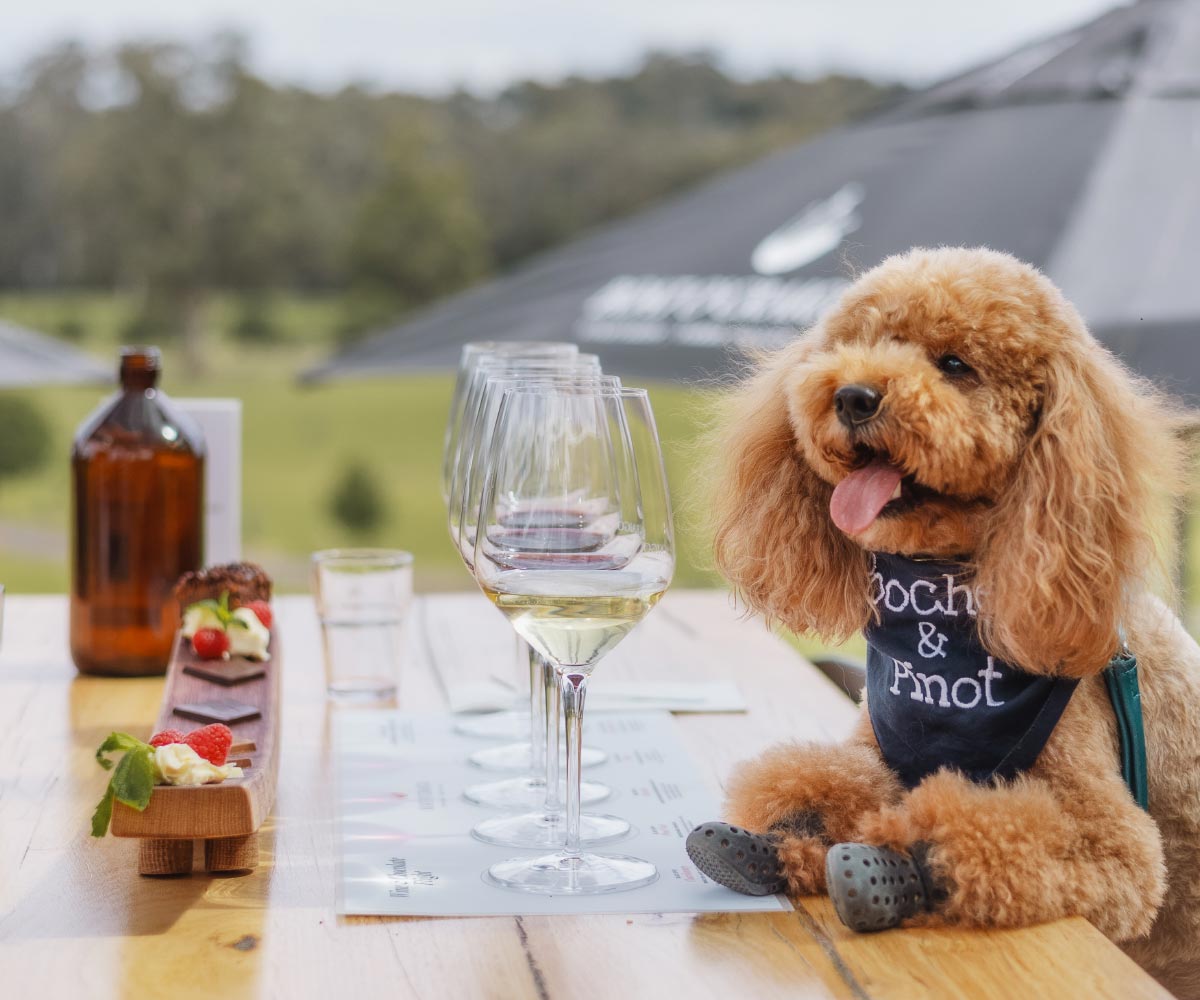Dog friendly wine tours of the Yarra Valley